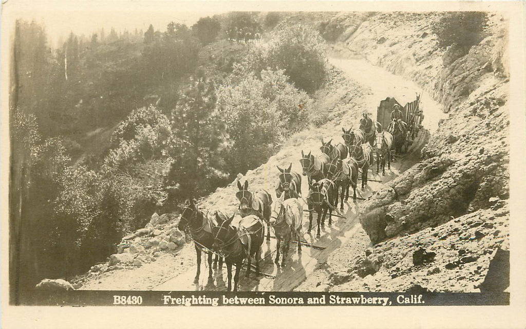 California - Freighting Between Sonora and Strawberry - Mule Horse Team - RPPC