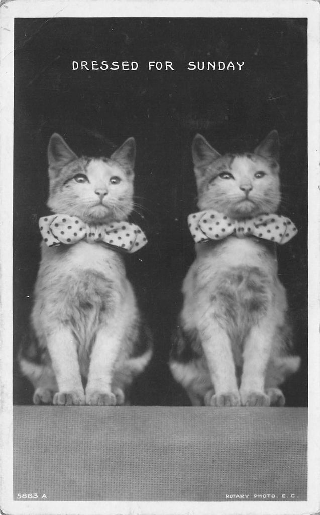Cats in Bowties Dressed for Sunday - 1908 - Photograph